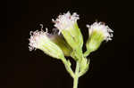 Pink thoroughwort